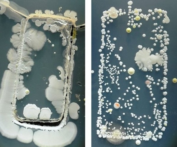 手机上的细菌，您身边的细菌源-合肥康睿保洁公司